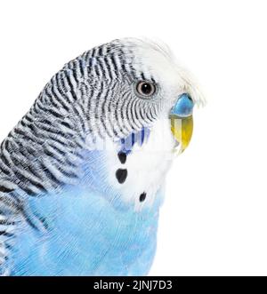 Seitenansicht des Blue Crested Budgerigar Head Shot-Makros, isoliert auf Weiß Stockfoto