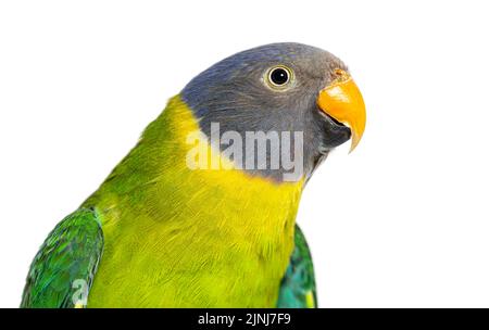 Kopfaufnahme eines weiblichen Plumkopfsittichs, der die Kamera anschaut, Psittacula cyanocephala, isoliert auf Weiß Stockfoto