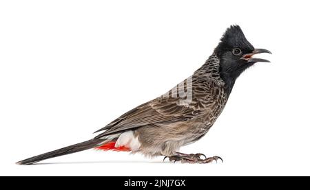 Profil eines rot belüfteten Bulbul, Pycnonotus cafer, isoliert auf Weiß Stockfoto