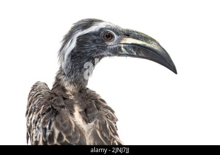 Kopfaufnahme eines männlichen afrikanischen Grauhornbills, Lophoceros nasutus, isoliert auf Weiß Stockfoto