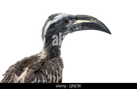 Kopfaufnahme eines männlichen afrikanischen Grauhornbills, Lophoceros nasutus, isoliert auf Weiß Stockfoto