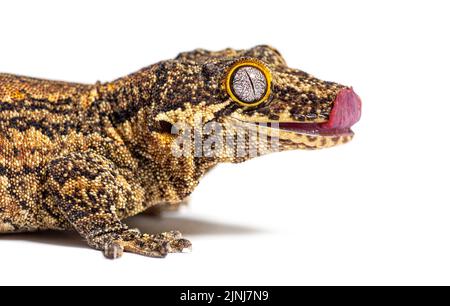 Nahaufnahme eines holprigen Geckos aus Neukaledonien, der sich selbst leckt, Rhacodactylus auriculatus Stockfoto