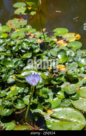 Seerose im Teich Stockfoto