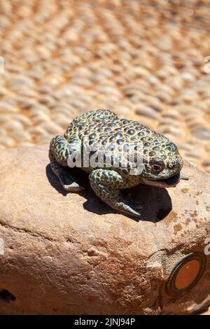 Messing Frosch Wasserauslauf an Brunnen in Babylonstoren Farm Garden in Simondium in Western Cape, Südafrika - Stockfoto