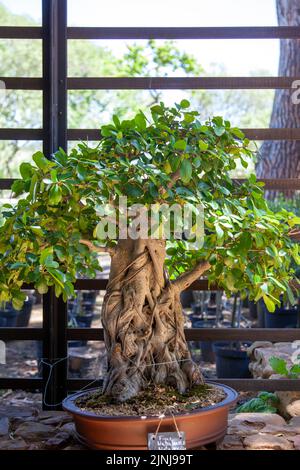 Ficus natalensis Bonsai im Babylonstoren-Garten bei Simondium im Westkap, Südafrika Stockfoto