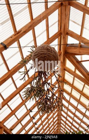 Hängen von Sukkulenten im Clivia House im Babylonstoren Garden in Simondium in Westkap, Südafrika Stockfoto