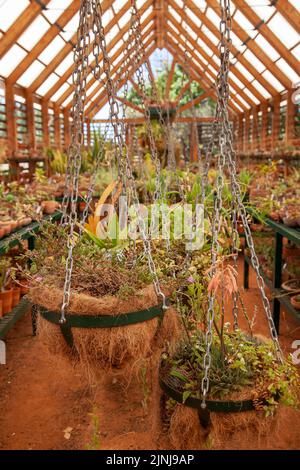 Sukculent House in Babylonstoren Garden in Simondium in Western Cape, Südafrika Stockfoto