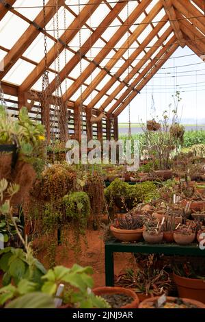 Sukculent House in Babylonstoren Garden in Simondium in Western Cape, Südafrika Stockfoto