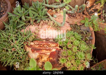 Sukculent House in Babylonstoren Garden in Simondium in Western Cape, Südafrika Stockfoto