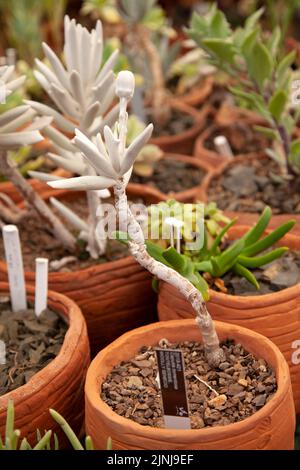 Capula Tomentosa im Succulent House im Babylonstoren Garden bei Simondium in Westkap, Südafrika Stockfoto