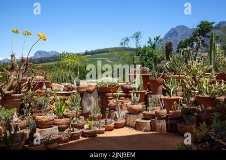 Sukculent House in Babylonstoren Garden in Simondium in Western Cape, Südafrika Stockfoto