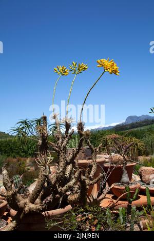 Tylecodon cacalioides im Babylonstoren-Garten bei Simondium in Westkap, Südafrika Stockfoto