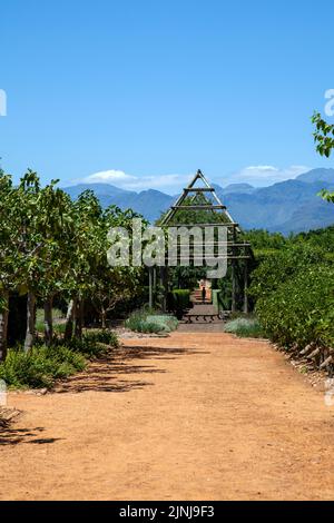 Obstbäume Pfad am Babylonstoren Garten bei Simondium in Westkap, Südafrika Stockfoto