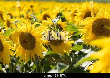 Dorset Sunflower Trail, Maiden Castle Farm. Mit Genehmigung des Maiden Castle Farm. Stockfoto