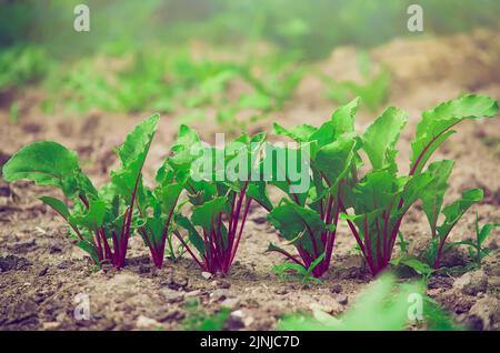 Junge frische Rübenblätter. Rote Beete Pflanzen in einer Reihe aus nächster Nähe Stockfoto