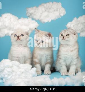 Porträt von drei entzückenden niedlichen gestreiften Kätzchen der schottischen Rasse in beige-cremefarbener Farbe, die in einer Reihe zwischen den Baumwollwolken im Studio sitzen Stockfoto