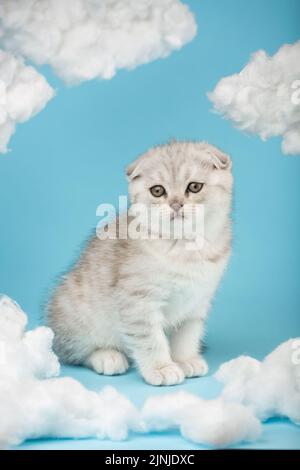 Porträt einer Katzenrasse Schottische Silberfalte mit großen schönen Augen auf blauem Hintergrund. Himmel Hintergrund mit vielen weißen flauschigen Wolken. Stockfoto
