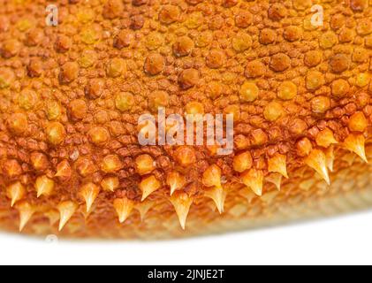 Details, Makro der Reptilienschuppen von Pogona, Agame barbu Stockfoto