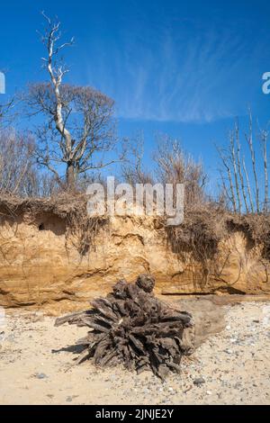 Wurzeln eines toten Baumes am Benacre Beach, Suffolk, England, Vereinigtes Königreich Stockfoto