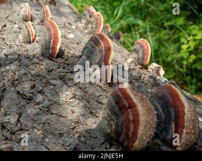 Pilze auf einem gefallenen Baumstamm Stockfoto