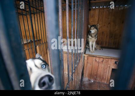 Hundeschau. Zwei Husky Hunde mit blauen Augen sitzen in einer Voliere und warten auf den Besitzer. Huskyhunde im Käfig hinter Gittern. Stockfoto