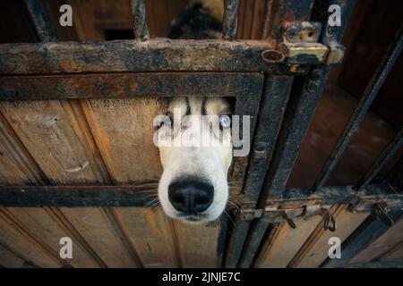 Hundeschau. Nahaufnahme der Schnauze eines traurigen blauäugigen Husky-Hundes, der durch ein Loch in der Tür einer Voliere schaut. Trauriger Hund im Käfig eingesperrt. Obdachlos Stockfoto
