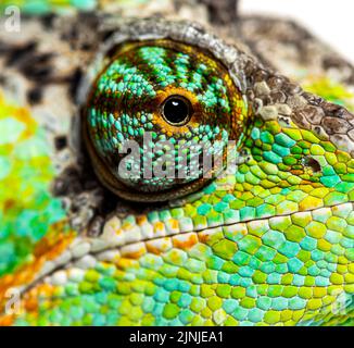 Makro auf einem Reptilienauge, verhülltes Chamäleon, Chamaeleo calyptratus, isoliert auf Weiß Stockfoto
