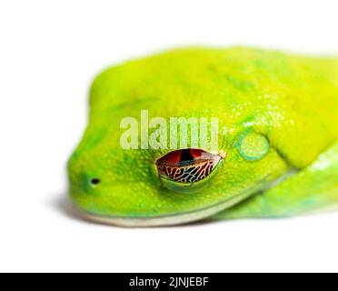 Der rotäugige Baumfrosch schließt die Augen, Agalychnis callidyas Stockfoto