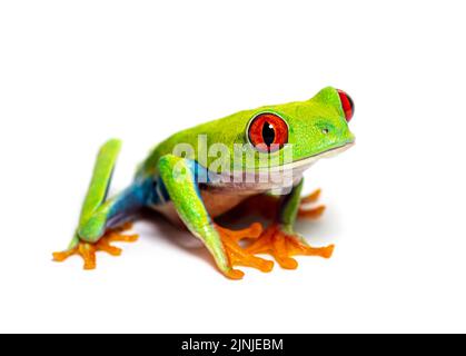 Der rotäugige Baumfrosch, Agalychnis callidyas, der auf Weiß isoliert auf die Kamera schaut Stockfoto