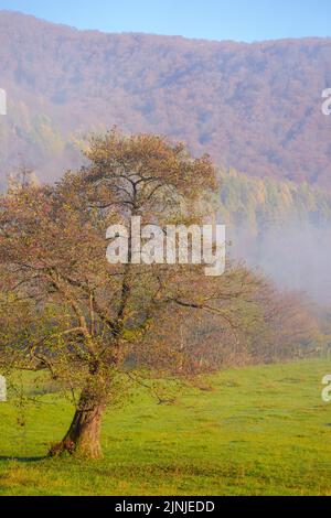 Neblige karpaten-Landschaft im Morgenlicht. Herbstliche Naturkulisse bei Sonnenaufgang. Bäume hinter der grasbewachsenen Weide im Nebel. Geheimnisvolle Landschaft adven Stockfoto