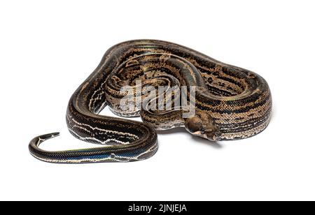 Boa Constrictor Leopard, isoliert auf Weiß Stockfoto