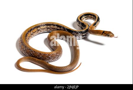 Copperhead Ratte Snake tongue out, Coelognathus radiatus, isoliert auf Weiß Stockfoto