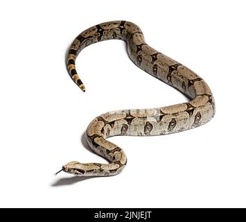 Boa constricteur schnüffelt mit der Zunge heraus, isoliert auf Weiß Stockfoto