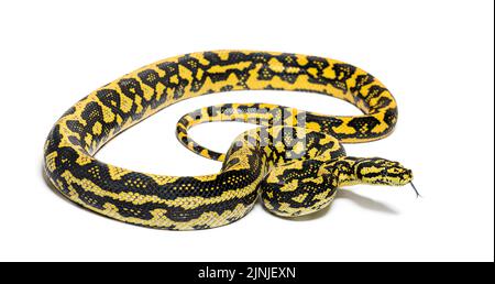 Jungle Teppich Python, Morelia spilota cheynei, schnüffelt mit der Zunge heraus, isoliert auf weiß Stockfoto