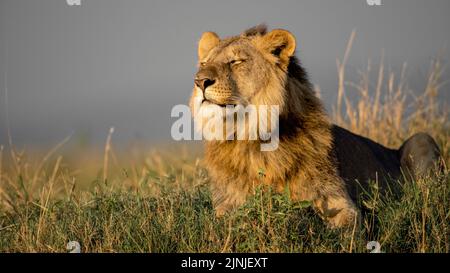 Männlicher Löwe, der im Morgenlicht bastelt Stockfoto