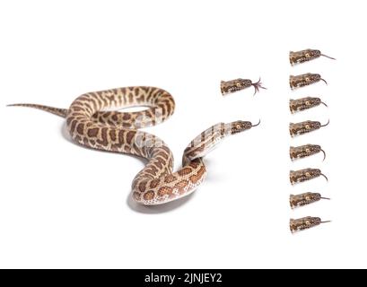 Viele Variationen von Kinderpython Zunge heraus, einfach, ein GIF zu machen, isoliert auf weiß Stockfoto