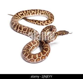 Kinderpython, Antaresia childreni, schnüffelnd Zunge heraus, isoliert auf Weiß Stockfoto