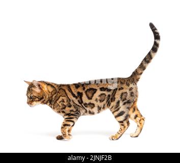 Seitenansicht einer Bengalkatze, isoliert auf weiß Stockfoto
