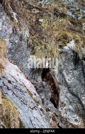Eine vertikale Aufnahme von Gämsen, die im Hintergrund des grasbewachsenen Felsens stehen und in Richtung blicken Stockfoto
