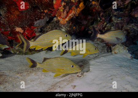 Blaugestreifte Grunts (Haemulon sciurus) in Cozumel, Mexiko Stockfoto