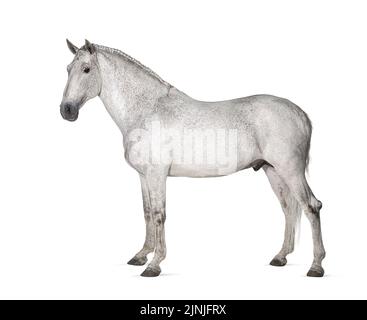 Weißes lusitano-Pferd, das vorne steht, Seitenansicht isoliert auf Weiß Stockfoto