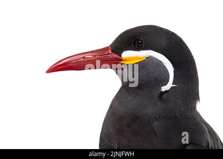 Inka-Seeschwalbe, Larosterna inca, isoliert auf Weiß Stockfoto