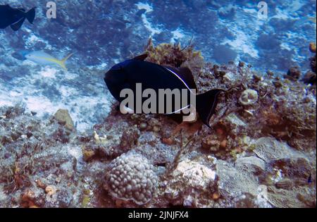 Ein Schwarzer Durgon (Melichthys niger) in Cozumel, Mexiko Stockfoto