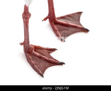 Nahaufnahme einer Schwarzkopfmöwe, Chroicocephalus ridibundus, auf Weiß isoliert, am Webbeet-Fuß Stockfoto