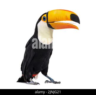 Toucan toco Schnabel offen, wir können seine Zunge sehen, Ramphastos toco, isoliert auf weiß Stockfoto