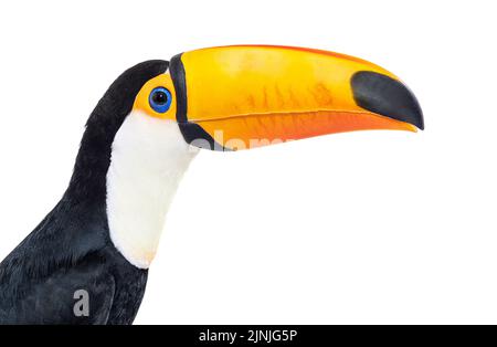 Toucan toco, Ramphastos toco, isoliert auf Weiß Stockfoto