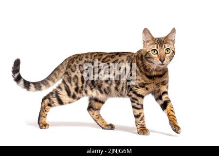 Braune bengalkatze, isoliert auf Weiß Stockfoto