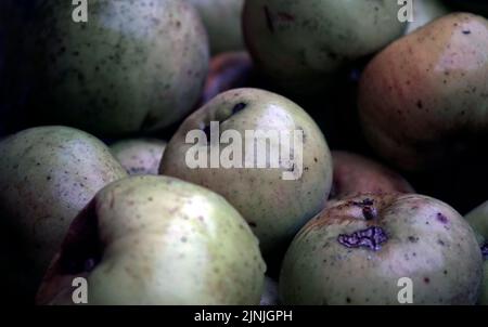 Verfaulende, nasse Windfalläpfel Stockfoto