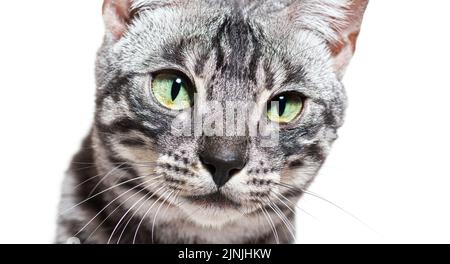 Nahaufnahme einer silbernen Bengalkatze mit grünen Augen, isoliert auf Weiß Stockfoto