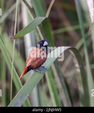 Die Kastanienmunia oder Schwarzkopfmunia ist eine kleine Singvögel. Stockfoto